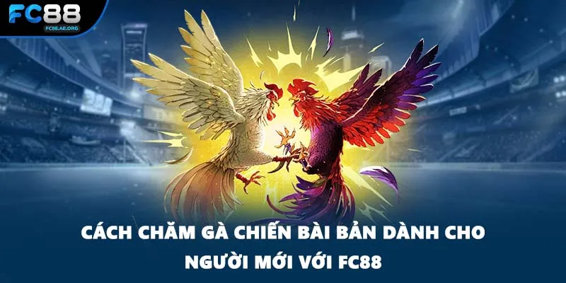 Cách Chăm Gà Chiến Bài Bản Dành Cho Người Mới Với FC88