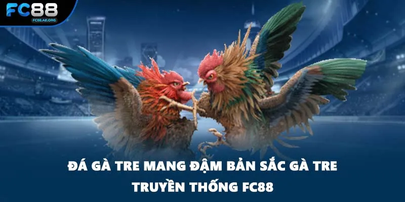 Đá gà tre mang đậm bản sắc gà tre truyền thống FC88